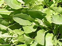 Tanacetum Balsamita subsp Balsamita, fam. Composees, Europe orientale, Asie occid. (1) (Photo F. Mrugala)